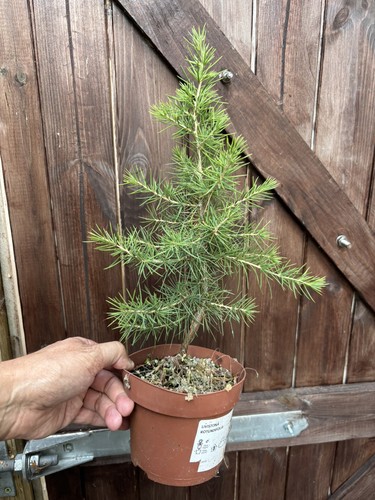 Cedrus libani cedar - libani,