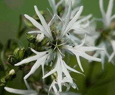 Lychnis flos cuculi alba - lychnis,