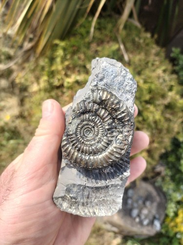 Paltechioceras ammonite - sp,