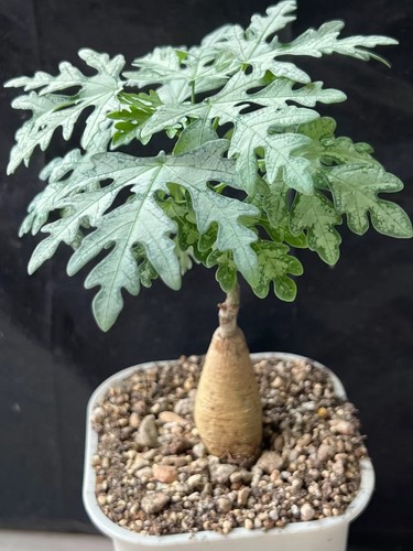 Rare live house - , plant