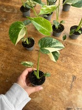 Monstera Thai Constellation