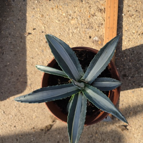 Agave americana mediopicta