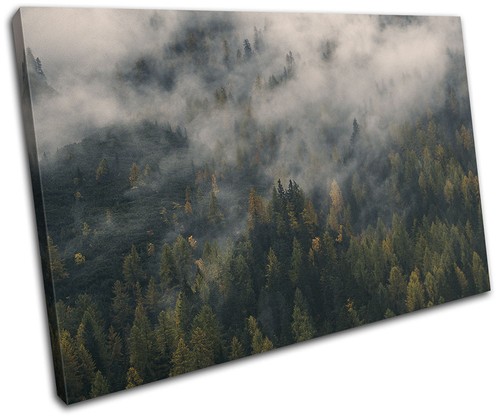 Forest mist nature landscapes - forest,