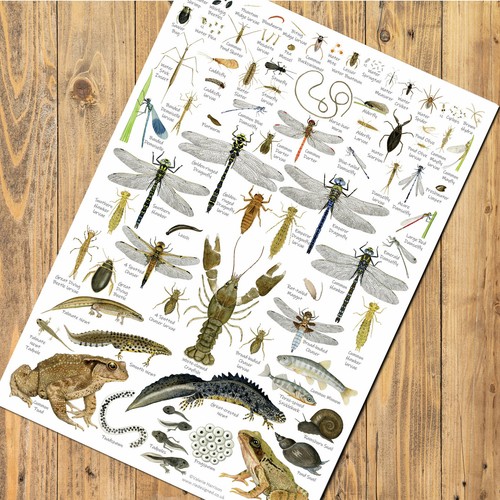 British pond stream art - british,