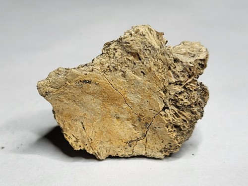Rex caudal vertebra fossil - vertebra,