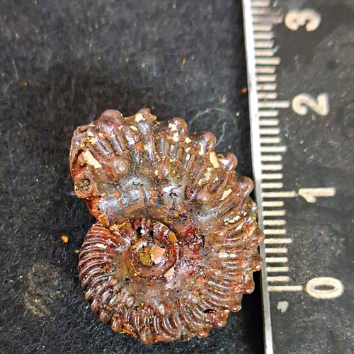 Euhoplites ammonite gault - euhoplites,