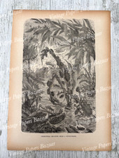 Coleoptera Beetles Insects