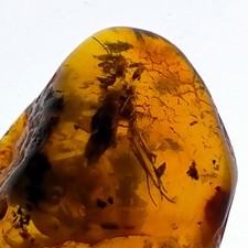 Baltic amber fossil - baltic,