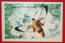 CLEARWING HAWK MOTH   Illustrated Card  EE19