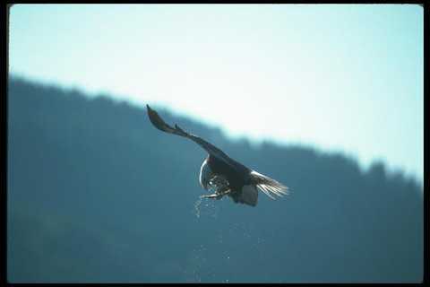 135005 bald eagle - 135005, eating