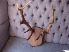 Vintage Red Deer 10 Point