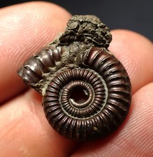 Crucilobiceras pyrite ammonite