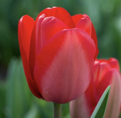 Giant tulip red impression - 15,