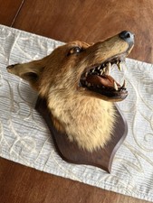 Taxidermy Fox Head