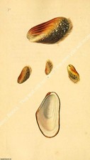 BRITISH SHELLS 1804 - BEARDED MUSSEL. PRINT : A MODERN COLOUR REPRINT OF AN ORI