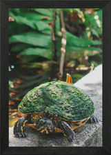 green turtle ledge Framed Wall