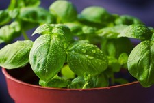 Live Basil Plant–Fresh Sweet