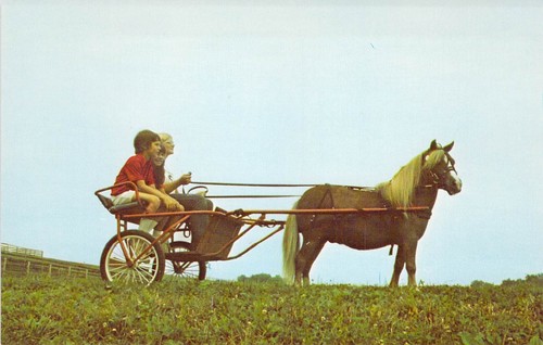 1974 miniature clysdesdale - 1974,