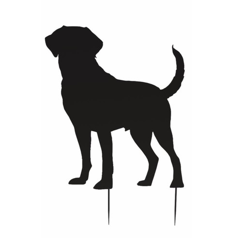 Inch labrador retriever - inch,