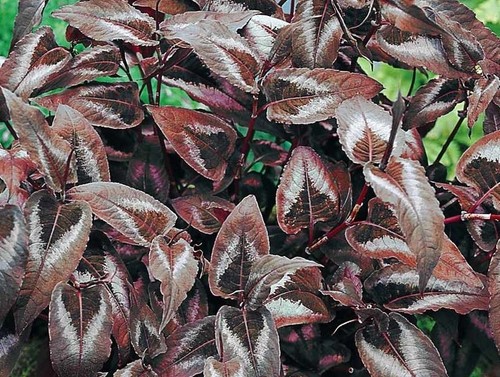 Persicaria red dragon - persicaria., dragon.