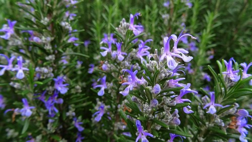 Rosemary barbeque herb - rosemary, plant
