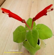 Sinningia Cardinalis s.e.e.ds