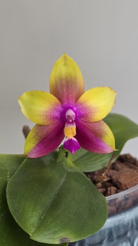 Phalaenopsis mok choi bear - choi,
