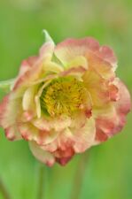 Geum 'Cosmopolitan'