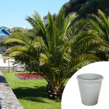 Exotic Patio Plant, Canary Island Date Palm, 55-75cm Tall, With Green Planter