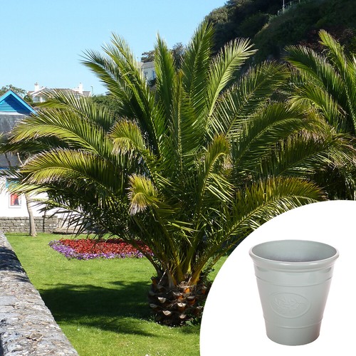 Exotic patio plant canary - exotic,