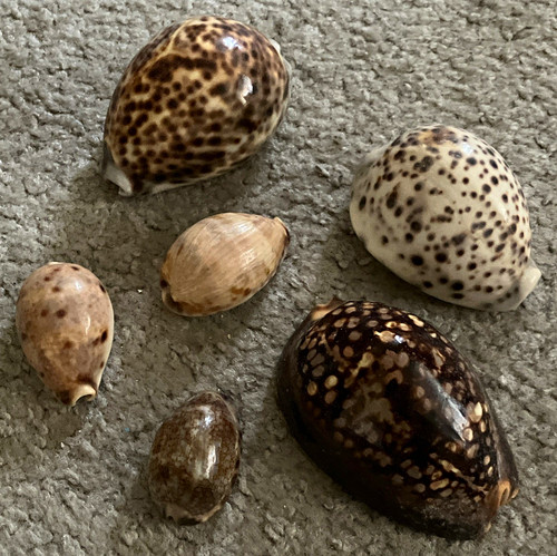 Lot natural polished - lot,