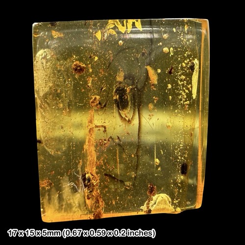 Baltic amber fossil carpet - amber,