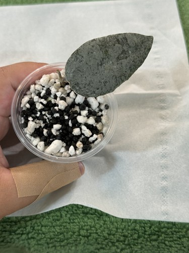 Hoya caudata argene - , unrooted