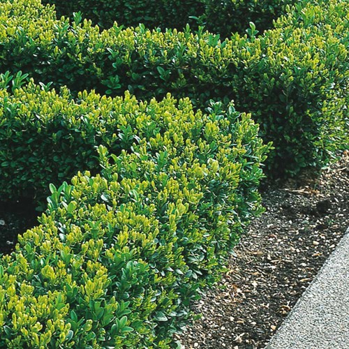 Box hedging plants 40cm - box,