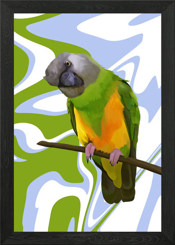 Senegal parrot framed wall - senegal,