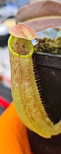 Nepenthes maxima wavey leaf - nepenthes,