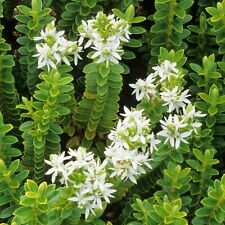 Hebe buxifolia Boxwood Outdoor Hardy Evergreen Flowering Garden Shrub in 9cm Pot