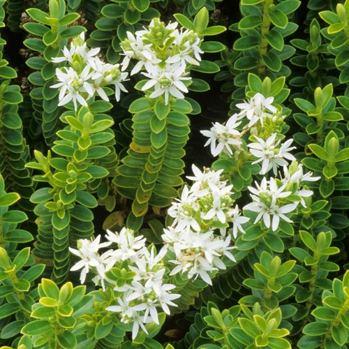 Hebe buxifolia boxwood outdoor - hebe,