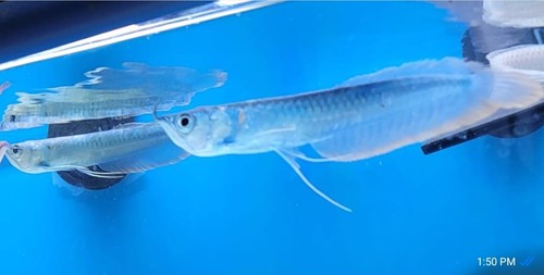 Blue candy colored arowanas - blue,
