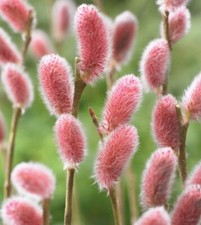 Mount Aso Japanese Pink Pussy Willow (Salix gracilistyla) bare root young plant