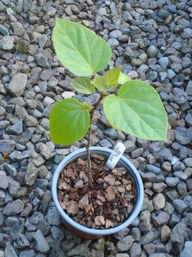 Catalpa bignonides indian bean - catalpa,