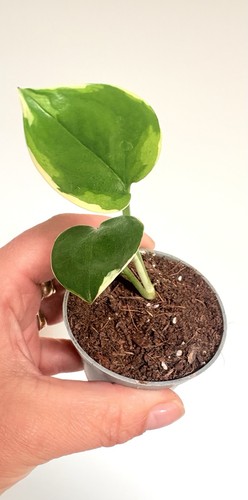 Epipremnum poonsin rooted baby - poonsin,