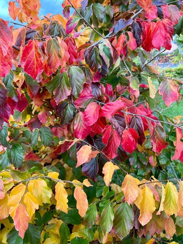 Parrotia persica persian - parrotia,
