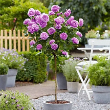 Standard Lilac Rose Tree - 100-130 cm tall Outdoor Garden Plants Pot Grown