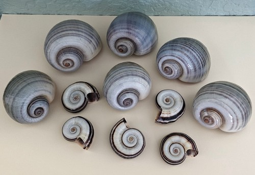 Apple snail shells large - shells,