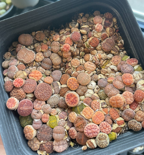 100pcs baby lithops 1 - 100pcs+, lithops,