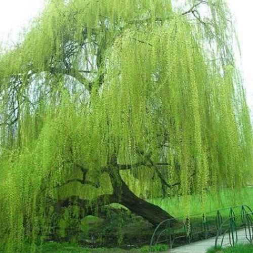 Bright green willow seeds - bright,