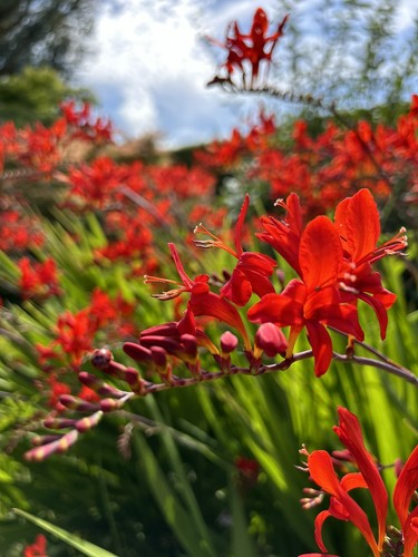 Seeds red crocosmia - 50, x