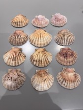 Scallop shells large 12cm - 2x,