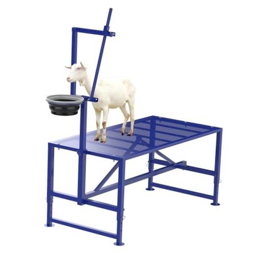 400lbs goat milking - goat, with
